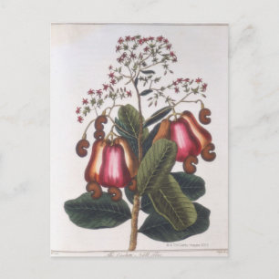 Cashewnoot Briefkaart