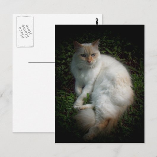 Caspar de kat briefkaart (Voorkant / Achterkant)