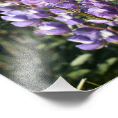 Casper Mountain Lupine - Casper WY Foto Afdruk (Hoek)