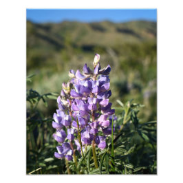 Casper Mountain Lupine - Casper WY Foto Afdruk