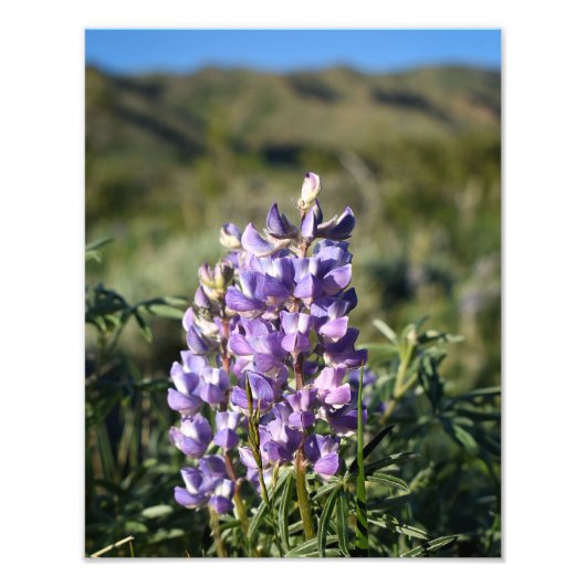 Casper Mountain Lupine - Casper WY Foto Afdruk (Voorkant)