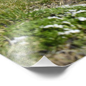 Casper Mountain Seasons - Spring Phlox - Casper WY Foto Afdruk (Hoek)