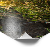 Casper Mountain Yellow Paintbrush - Casper WY Foto Afdruk (Hoek)