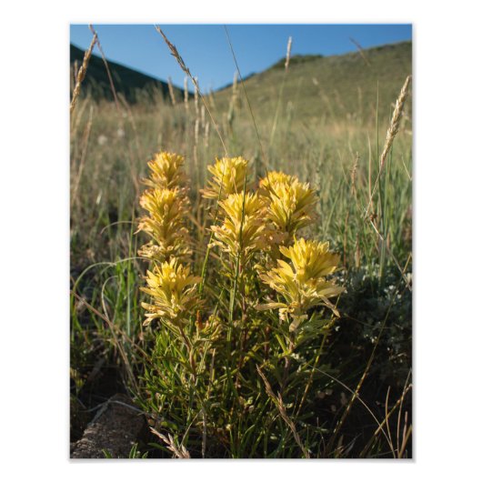 Casper Mountain Yellow Paintbrush - Casper WY Foto Afdruk (Voorkant)