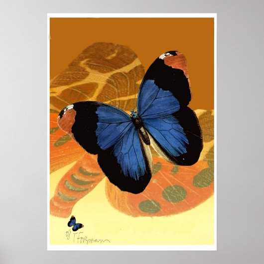 Caspian Blue Butterflies op oranje roomvleugels Poster (Voorkant)