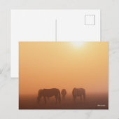 Caspian ponies grazen in de mist-zon briefkaart (Voorkant / Achterkant)