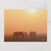 Caspian ponies grazen in de mist-zon briefkaart (Voorkant)