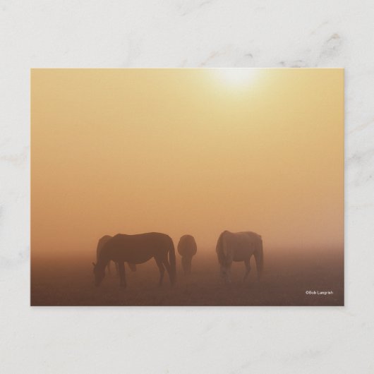 Caspian ponies grazen in de mist-zon briefkaart (Voorkant)