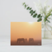 Caspian ponies grazen in de mist-zon briefkaart (Staand voorkant)