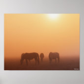 Caspian ponies grazen in de mist-zon poster (Voorkant)