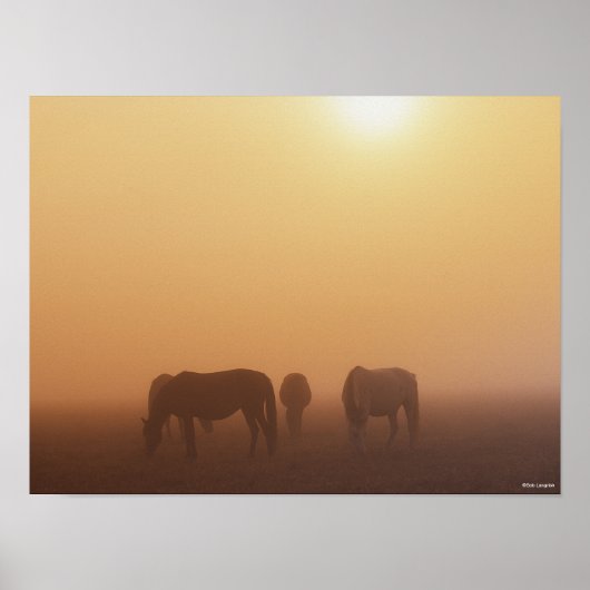 Caspian ponies grazen in de mist-zon poster (Voorkant)