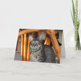 Caspian Schattig Cat Jubileum Card Kaart