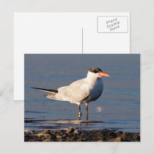 Caspian Tern Seabird bij het strand Briefkaart (Voorkant / Achterkant)