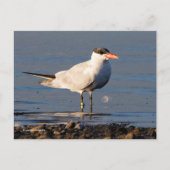 Caspian Tern Seabird bij het strand Briefkaart (Voorkant)
