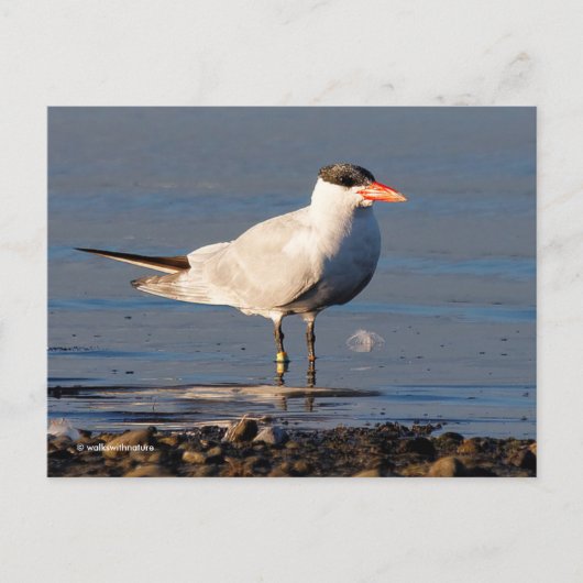 Caspian Tern Seabird bij het strand Briefkaart (Voorkant)