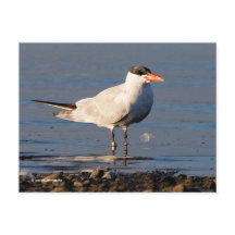 Caspian Tern Seabird bij het strand