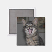 Caspian Yawning Kitten Magnet (Voorkant / Achterkant)