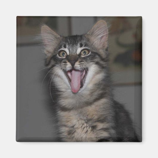 Caspian Yawning Kitten Magnet (Voorkant)