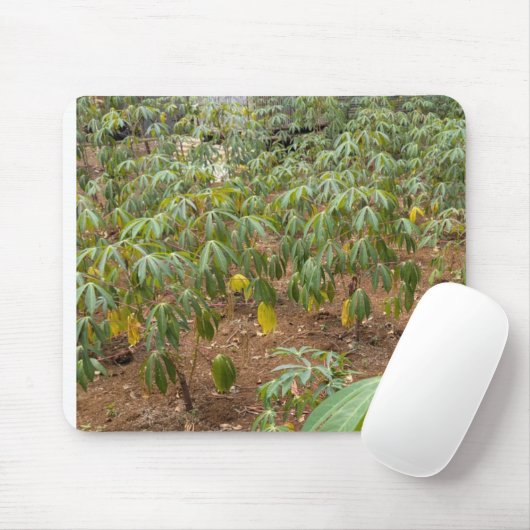 Cassave kweek muismat (Met muis)