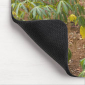 cassaveaanplanting muismat (Hoek)