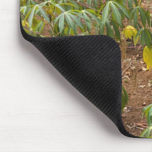 cassaveaanplanting muismat (Hoek)