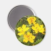 Cassia Flowers Photo Round Magnet (Voorkant / Achterkant)