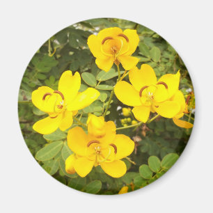 Cassia Flowers Photo Round Magnet