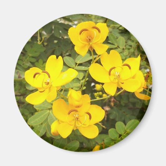 Cassia Flowers Photo Round Magnet (Voorkant)