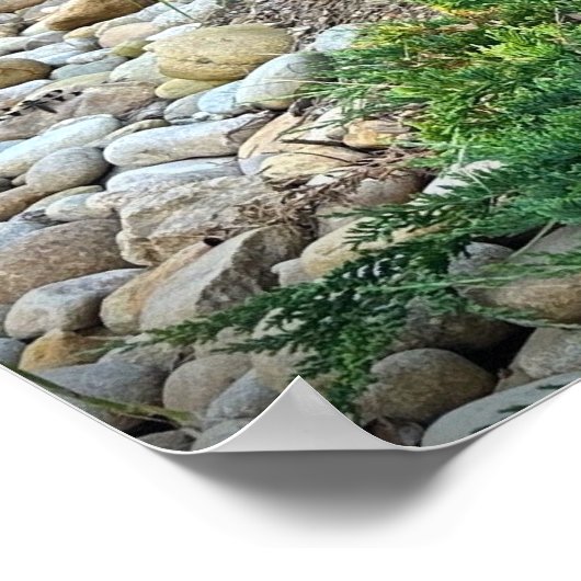 Cassian Fountain Grass & Juniper, Poster (Hoek)