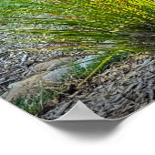 Cassian Fountain Grass, Poster (Hoek)