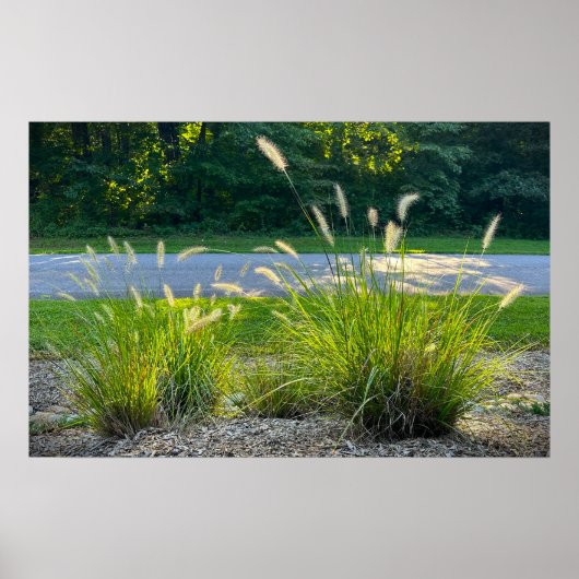 Cassian Fountain Grass, Poster (Voorkant)