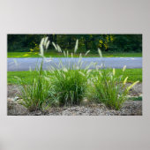 Cassian Fountain Grass, Poster (Voorkant)