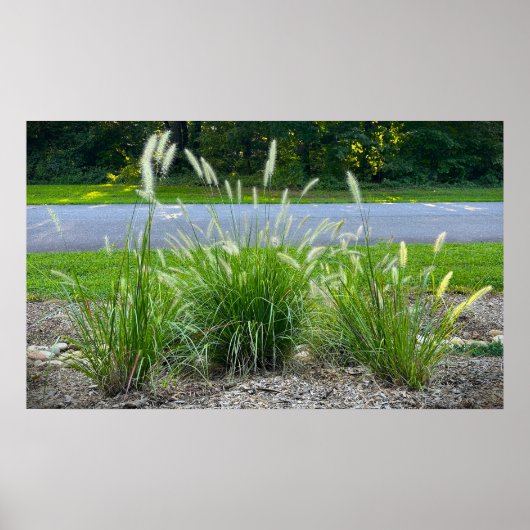 Cassian Fountain Grass, Poster (Voorkant)