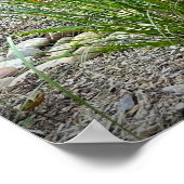 Cassian Fountain Grass, Poster (Hoek)