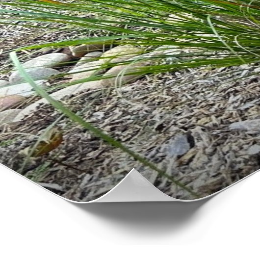 Cassian Fountain Grass, Poster (Hoek)