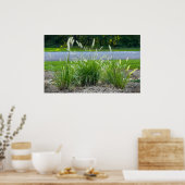 Cassian Fountain Grass, Poster (Keuken)