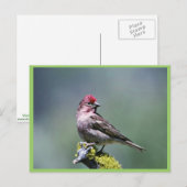 Cassins Finch Briefkaart (Voorkant / Achterkant)