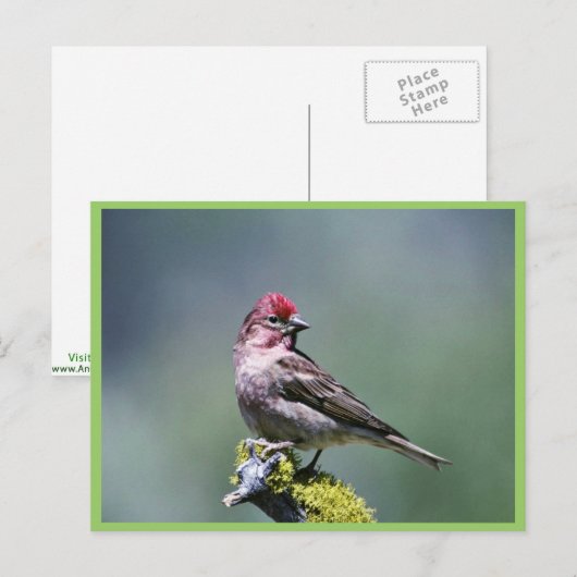 Cassins Finch Briefkaart (Voorkant / Achterkant)