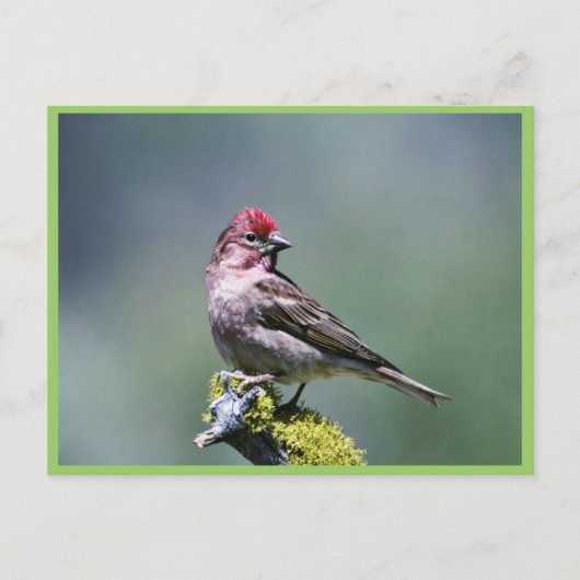 Cassins Finch Briefkaart (Voorkant)