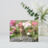Cassin's Finch Briefkaart (Staand voorkant)