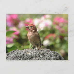 Cassin's Finch Briefkaart