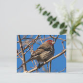 Cassin's Finch Briefkaart (Staand voorkant)