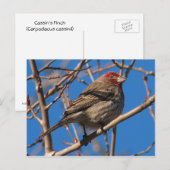 Cassin's Finch Briefkaart (Voorkant / Achterkant)