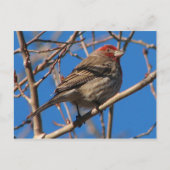 Cassin's Finch Briefkaart (Voorkant)
