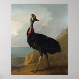 Cassowary (Australische vogel) (Wilde Dierenkunst) Poster