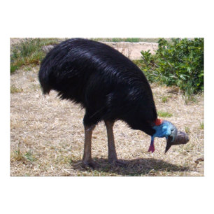 Cassowary Bird Eliminator Foto Afdruk