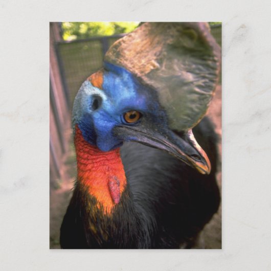 Cassowary Briefkaart (Voorkant)