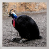Cassowary in lente poster (Voorkant)