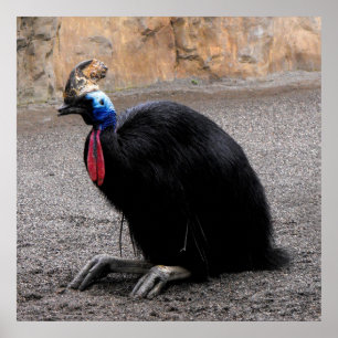 Cassowary in lente poster