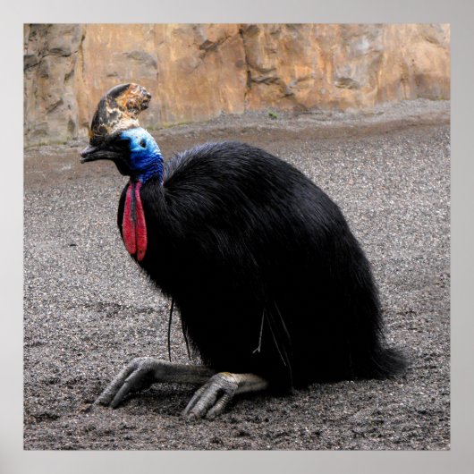 Cassowary in lente poster (Voorkant)